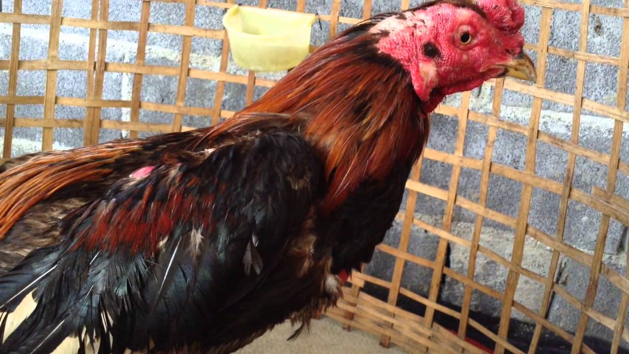 การเล่นไก่ชนมีข้อเสียหรือไม่