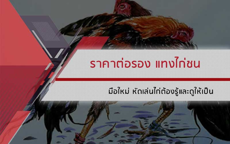 หัดเล่นไก่ ราคาต่อรอง