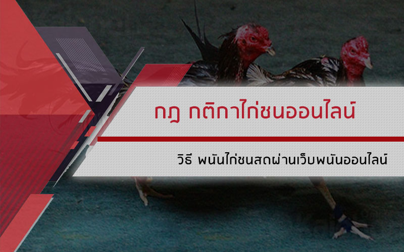กฎ กติกา ไก่ชนออนไลน์ วิธี พนันไก่ชน สด ผ่านเว็บแทงไก่ชน