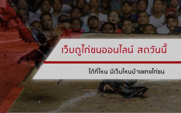 เว็บดูไก่ชนออนไลน์ สดวันนี้