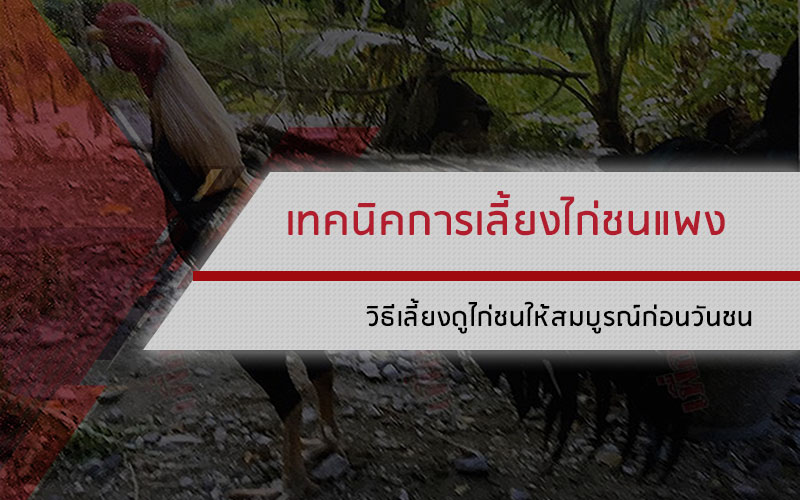 เทคนิคการเลี้ยงไก่ชนแพง