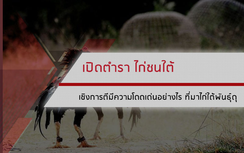 ไก่ชนใต้