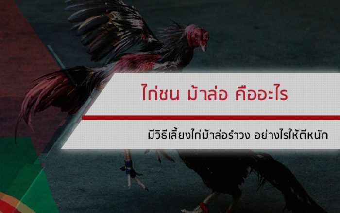 ไก่ชนม้าล่อ คืออะไร