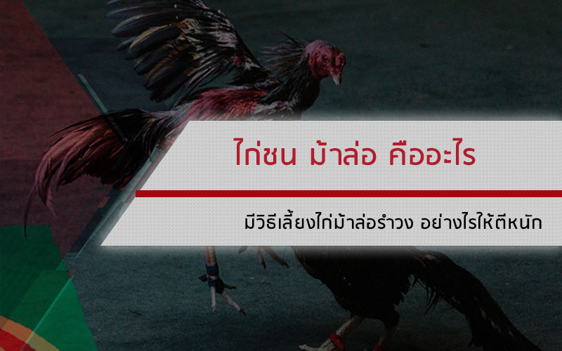 ไก่ชนม้าล่อ คืออะไร มีวิธีเลี้ยงไก่ม้าล่อรำวง อย่างไรให้ตีหนัก